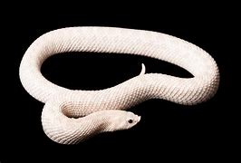 Image result for Famous Snakes