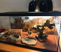 Image result for Bearded Dragon Tank Accessories