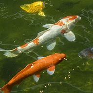 Image result for Coy Fish Pond
