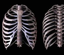 Image result for Male Rib Anatomy