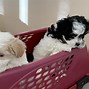 Image result for Maltipoo Pups