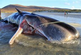 Image result for Whale Found Dead