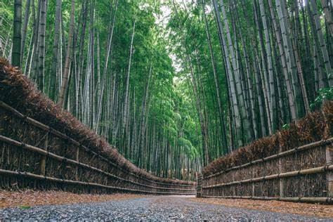 京都の静かで穴場な竹林 向日市の「竹の径」 | LifeStyle STANDARD