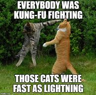 Image result for Fun Cat Memes to Brighten Up Your Day