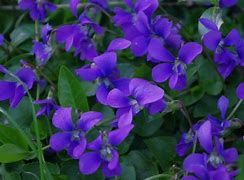 Image result for Wild Violet Plants