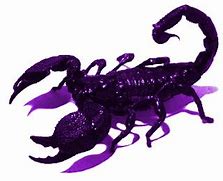 Image result for Purple Emperor Scorpion