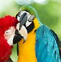 Image result for Zoo Animals Group