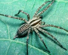 Image result for Poisonous Spiders