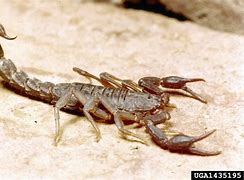 Image result for Scorpion Labeled