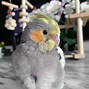Image result for Cutest Pet Birds