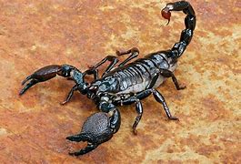 Image result for Scorpion Poison