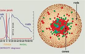 Image result for Color Retinal Map Cone