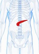 Image result for Pancreas Location Male