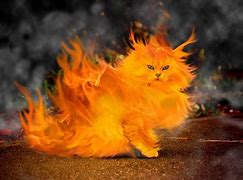 Image result for Cats Fighting Fires