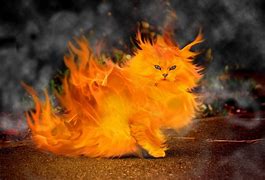 Image result for Cat with Flaming Mouth
