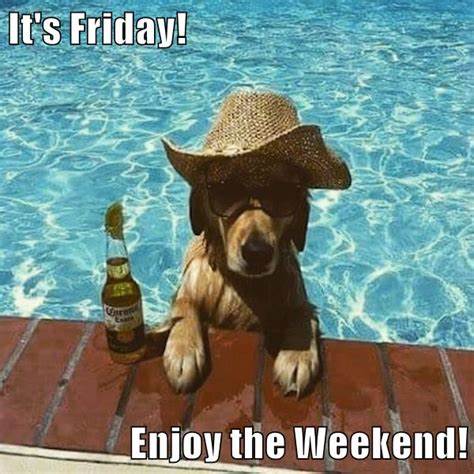 Its Friday Enjoy the Weekend - I Has A Hotdog - Dog Pictures - Funny