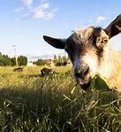 Image result for Portland Goat Farm