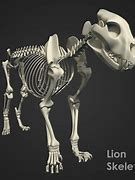 Image result for Mountain Lion Leg Bones