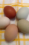 Image result for Chicken Egg Colors