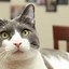 Image result for Cat Pun Words