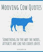 Image result for Cow Sayings Bay