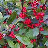 Image result for Winterberry Xmas Tree