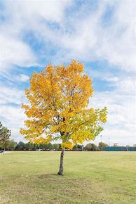 Image result for Canadian Cedar Tree