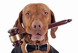 Image result for Cute Lawyer Dog