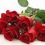 Image result for Red Tulips