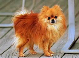 Image result for Prodigy Pet Shardic