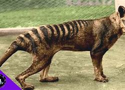 Image result for Pet Tasmanian Tiger