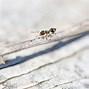 Image result for Citronella Ants vs Termites