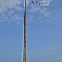 Image result for Gallows Tree