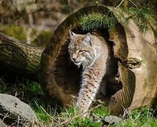 Image result for Latvian Animals