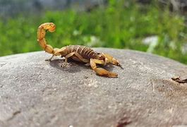 Image result for Scorpion Animal Wallpaper 4K