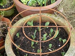 Image result for Plant Support Rings