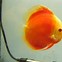 Image result for Albino Discus Fish