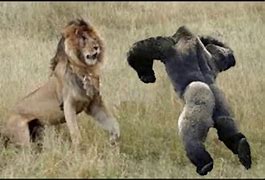 Image result for Most Amazing Wild Animal Fights
