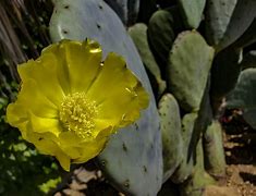 Image result for Brawl Stars Cactus