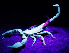 Image result for Cool Scorpion Animal Wallpaper