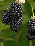 Image result for Prime-Ark Freedom Thornless Blackberry Plant - Premium Potted Plant