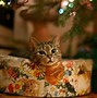 Image result for Funny Cat Christmas Cartoons