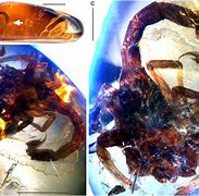 Image result for Amber Scorpion