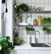 Image result for Kitchen Plants