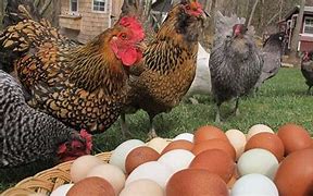 Image result for Best BackYard Chickens for Eggs
