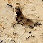 Image result for Group of Ants Called
