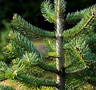 Image result for Christmas Tree Types