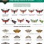 Image result for Moth Flying Insect Identification Chart