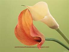 Free download Beautiful Wallpapers calla lily flowers wallpaper