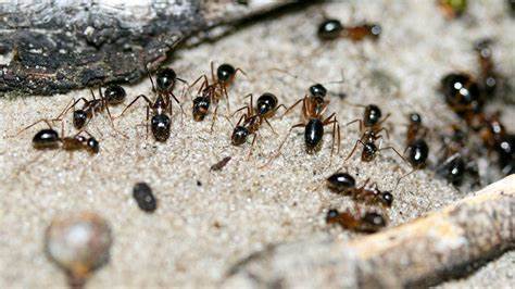 20 formas de ahuyentar las hormigas de manera natural - Rio Colorado ...